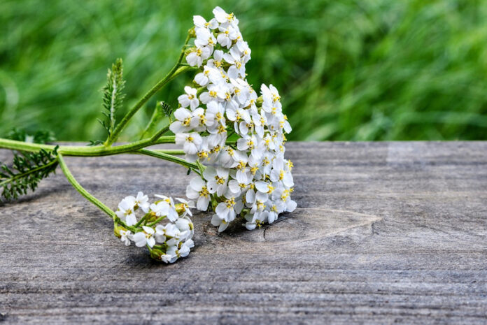 yarrow-2555356_1280